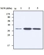 Western blot analysis using anti-HES1, mAb (7H11) (Prod. No. AG-20T-0400) in cell lysates. Lane1: HeLa cell lysate; Lane 2: HT29 cell lysate; Lane 3: BeWo cell lysate.