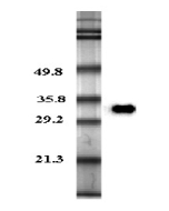 Western blot analysis in human plasma using anti-Adiponectin (human), pAb (Prod. No. AG-25A-0003) at 0.2&mu;g/ml concentration.