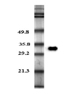 Western blot analysis in human plasma using anti-Adiponectin (human), pAb (Biotin) (Prod. No. AG-25A-0003B) at 0.2&mu;g/ml concentration.
