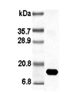 Western blot analysis using anti-Leptin (rat), pAb (Prod. No. AG-25A-0009) at 1:5'000 dilution.