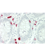 Immunohistochemical staining of RELM-&beta; using anti-RELM-&beta; (human), pAb (Prod. No. AG-25A-0012) in human small intestine tissue (5&micro;g/ml).<br /> This antibody has been tested in immunohistochemistry, analyzed by an anatomic pathologist and va