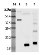 Western blot analysis using anti-Resistin (mouse), pAb (Prod. No. AG-25A-0014) at 1:5'000 dilution.<br />
1: Mouse Resistin Fc-protein.<br />
2: Mouse Resistin.<br />
3: Mouse Resistin (His-tagged).