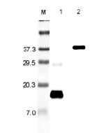 Western blot analysis using anti-Resistin (rat), pAb (Prod. No. AG-25A-0015) at 1:5'000 dilution.<br />
1: Rat Resistin.<br />
2: Rat Resistin Fc-protein.