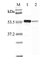 Western blot analysis using anti-Nampt (human), pAb (Prod. No. AG-25A-0027) at 1:2'000 dilution.<br />
1: Human Nampt (His-tagged).<br />
2: LPS-treated human peripheral blood leukocyte lysate.