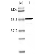 Western blot analysis using anti-Nampt (mouse), pAb (Prod. No. AG-25A-0028) at 1:2'000 dilution.<br />
1: Mouse Nampt (His-tagged).