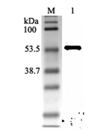 Western blot analysis using anti-Nampt (rat), pAb (Prod. No. AG-25A-0033) at 1:2'000 dilution.<br />
1: Rat Nampt (His-tagged).
