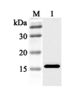 Western blot analysis using anti-FABP3 (human), pAb (Prod. No. AG-25A-0040) at 1:2'000 dilution.<br />
1: Human FABP3 (His-tagged).