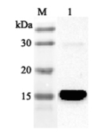 Western blot analysis using anti-FABP4 (human), pAb (Prod. No. AG-25A-0041) at 1:2'000 dilution.<br />
1: Human FABP4 (His-tagged).