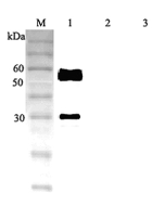 Western blot analysis using anti-ANGPTL3 (human), pAb (Prod. No. AG-25A-0046) at 1:2'000 dilution.<br />
1: Human ANGPTL3 (FLAG<sup>®</sup>-tagged).<br />
2: Human ANGPTL4 (FLAG<sup>®</sup>-tagged).<br />
3: Human ANGPTL6 (FLAG<sup>®</sup>-tagged).<br />