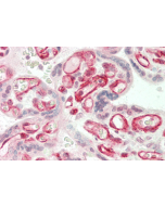 Immunohistochemical staining of ANGPTL3 using anti-ANGPTL3 (FLD) (human), pAb (Prod. No. AG-25A-0064) in human placenta tissue (5&micro;g/ml).<br /> This antibody has been tested in immunohistochemistry, analyzed by an anatomic pathologist and validated f