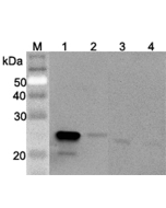 Western blot analysis using anti-GPX3 (mouse), pAb (Prod. No. AG-25A-0073) at 1:2'000 dilution.<br />
1: Mouse GPX3 (FLAG<sup>®</sup>-tagged).<br />
2: Human GPX3 (FLAG<sup>®</sup>-tagged)<br />
3: Mouse serum #1 (Balb/c, 2&mu;l)<br />
4: Mouse serum #2 (