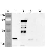 Western blot analysis using anti-FGF-21 (mouse), pAb (Prod. No. AG-25A-0076) at 1:4'000 dilution.<br />
1: Mouse FGF-21 (FLAG<sup>®</sup>-tagged).<br />
2: Mouse FGF-21 Fc-protein.<br />
3: Human FGF-21 (FLAG<sup>®</sup>-tagged).<br />
4: Mouse Nampt (FLA