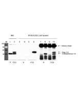 Western blot and Immunoprecipitation analysis using anti-RPS3 (human), pAb (Prod. No. AG-25A-0077).<br />Western Blot (1:1'000 dilution):<br />1: Vector alone-transfected HEK 293 cell lysate (V).<br />2: RPS3 (FLAG<sup>®</sup>-tagged)-transfected HEK 293 