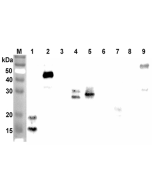 Western blot analysis using anti-ANGPTL7 (CCD) (human), pAb (Prod. No. AG-25A-0095) at 1:2'000 dilution.<br />
1: Human ANGPTL7 (CCD) (FLAG<sup>®</sup>-tagged).<br />
2: Human ANGPTL7 (FLAG<sup>®</sup>-tagged).<br />
3: Human ANGPTL7 (FLD) (FLAG<sup>®</su