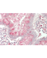 Immunohistochemical staining of CTRP7 using anti-CTRP7 (GD) (human), pAb (Prod. No. AG-25A-0097) in human small intestine tissue (5&micro;g/ml).<br /> This antibody has been tested in immunohistochemistry, analyzed by an anatomic pathologist and validated