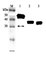 Western blot analysis using anti-Clusterin (human), pAb (Biotin) (Prod. No. AG-25A-0099B) at 1:2'000 dilution.
1: Human Clusterin (His-tagged).
2: Human serum #1 (1&mu;l).
3: Human serum #2 (1&mu;l).