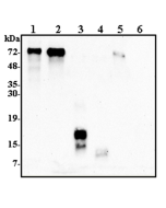 Western blot analysis using anti-Progranulin (human), pAb (Prod. No. AG-25A-0112) at 1:2000 dilution.<br /> 1: Human Progranulin (FLAG<sup>&reg;</sup>-tagged) (50ng).<br /> 2: Human Progranulin (tag-free) (100ng).<br /> 3: Human Granulin C (FLAG<sup>&reg;