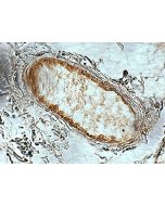 Immunohistochemical staining (paraffin embedded) of human adipose tissue using anti-Adiponectin Receptor 1 (human), pAb (AL238) (Prod. No. AG-25B-0010).