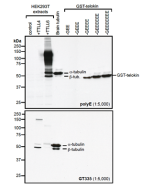 Western blot analysis of protein polyglutamylation by anti-Polyglutamate chain (polyE), pAb (IN105) (Prod. No. AG-25B-0030).<br /><b>Method:</b> HEK-293T cells are grown in standard culture conditions, transfected with plasmids expressing the tubulin glut