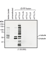 Immunoblot analysis of protein glycylation using anti-Tubulin (glycylated), pAb (Gly-pep1) (Prod. No. AG-25B-0034). <b>Method:</b> HEK-293T cells are grown in standard culture conditions, transfected with plasmids expressing the glycylases TTLL3 and TTLL8