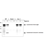 anti-Gasdermin D (mouse), pAb (IN110)