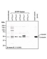 Immunoblot analysis of protein glutamylation with anti-β-Tubulin (β-monoE), pAb (IN115) (Prod. No. AG-25B-0039). <b>Method:</b> HEK-293T cells are grown in standard culture conditions, transfected with plasmids expressing the different
glutamylases and a