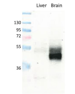 anti-GLUT1, pAb (IN116)