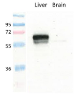 anti-GLUT2 (mouse), pAb (IN118)