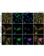 Immunofluorescence analysis to confirm specificity of anti-Delta2-Tubulin, pAb (IN120) (Prod. No. AG-25B-0044).<br /><b>Method:</b> RPE1 cells either transfected with GFP-alpha-Tubulin WT (lane 1) (C-terminal sequence CEGEEEGEEY), or transfected with GFP-