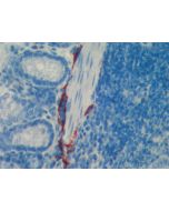 anti-LYVE-1 (mouse), pAb