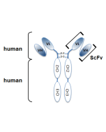 Schematic antibody structure.
