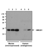 Western blot analysis of human and rat HMGB1 using anti-HMGB1, mAb (rec.) (GIBY-1-4) (Prod. No. AG-27B-0002)<br />
Different amounts of cell extracts from HEK293T cells (3μg, 5μg and 30μg) either transfected with a plasmid coding for rat HMGB1 (lanes 1, 