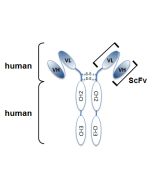 Structure of the recombinant antibody anti-Angiopoietin-2 (human), mAb (rec.) (blocking) (Angy-1-4) (preservative free) (Prod. No. AG-27B-0015PF). The single chain variable human fragment (ScFv) selected by antibody phage display technology and specific t