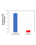 Structure of the recombinant antibody anti-Angiopoietin-2, mAb (rec.) (blocking) (Angy-2-1) (preservative free) (Prod. No. AG-27B-0016PF). The single chain variable human fragment (ScFv) selected by antibody phage display technology and specific to the an