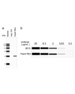 anti-c-Myc, mAb (rec.) (9E10 improved variant) (Fc Human)