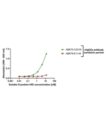 anti-SARS-CoV-2 N Protein, mAb (rec.) (AB75-C03)