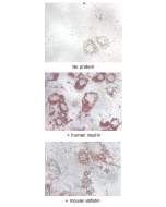 Insulin-mimetic effects on stimulated differentiating 3T3-L1 cells. <br />
10&mu;g/ml Nampt (mouse) (rec.) (His) (Prod. No. AG-40A-0017) or human insulin was added to differentiating 3T3-L1 cells that had been stimulated with 1&mu;M dexamethasone and 0.5m