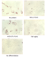 Adipogenesis inhibition of MSCs.<br />
MSCs (Mesenchymal stem cells) were maintained in DMEM, supplemented with 10% fetal bovine serum, penicilin-streptomycin and glutamine. For differentiation of MSCs, MSCs were cultured in adipogenic medium which was gr