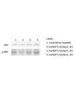 ERK phosphorylation induced by hANGPTL4 in THP-1 cells.<br />
THP-1 monocyte cells were serum starved for 16hr and then stimulated with ANGPTL4 (mouse) (rec.) (Prod. No. AG-40A-0075) (500ng/ml) for 1, 2 and 3 hrs, respectively. Antibodies against pERK1/2 