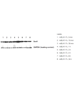 DLK1 (mouse):Fc (human) (rec.)