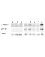 ERK and FRS2&alpha; phosphorylation induced by FGF-21 in Klotho expressing cells.<br />
Klotho expressing HEK 293EBNA cells were serum starved for 16hr and then stimulated with hFGF-23-His, FGF-23-Fc (Prod. No. AG-40A-0109), mCD137-Fc (Fc control) and FGF