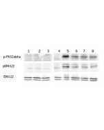 FGF-23 (human) (rec.) (His)