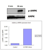 Recombinant  human CTRP5 (Prod. No. AG-40A-0142) activates AMPK signaling pathway in rat L6 myoblastes.<br /> Differentiated rat L6 myoblastes were stimulated with control buffer or 0.5&mu;g/ml recombinant human CTRP5 for 30min. The cell lysate was subjec