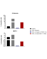 TNF-&alpha;, Soluble (human) (rec.)(AG-40B-0074) induces NF-&kappa;B dependent genes. <b>Methods:</b> Endothelial cells (HUVEC) are incubated for 1h in the presence of BAY 11-7082 (AG-CR1-0013) and then treated with TNF&alpha; (20ng/ml) (red bar) or incub