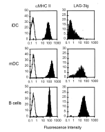 Binding of LAG-3 (human):Fc (human) (rec.) (Prod. No. AG-40B-0031)&nbsp;on dendritic and B cells. <strong>Method:</strong> Monocyte-derived immature DC (iDC), DC matured for 48h with LPS (mDC) and EBV-transformed B-cells are incubated with either an anti-