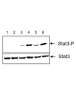 IL-22 (mouse):Fc (mouse) (rec.) (non-lytic)