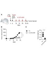 IL-12 (mouse):Fc-KIH (human) (rec.) (Prod. No. AG-40B-0240) inhibits tumor growth <i>in vivo.</i> <b>Method:</b> C57BL/6 (B6) mice are transferred with P14 TCR transgenic CD8+ T cells on day -1 (d-1) and implanted (subcutaneous) with B16-gp33 tumor cells 