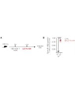 IL-27 (mouse):Fc (LALA-PG)-KIH (human) (rec.) - InVivoKine™ (Prod. No. AG-40B-0249) reinvigorates the functionality of HBV-specific CD8+ T cells <i>in vivo</i>.<br /> <b>Method: (A)</b> HBV-transgenic mice (HBV-Tg) are injected intravenously with 10E6 HBV