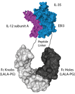 IL-35 (human):Fc (LALA-PG)-KIH (human) (rec.)