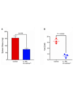 IL-1Ra (mouse) (monomer):Fc (silent) InVivoKine™ (Prod. No. AG-40B-0254) inhibits leukemia tumor growth in vivo. <b>Method:</b> CCRF-SB leukemia B cells are injected via intracardiac injection in BALB/cJ Rag1−/− and IL2rg-/-. After 10 days, IL-1Ra (mouse)